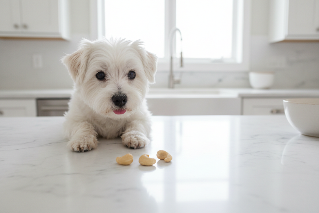 Can Dogs Eat Cashews? Yes — But Only Plain and in Small Amounts