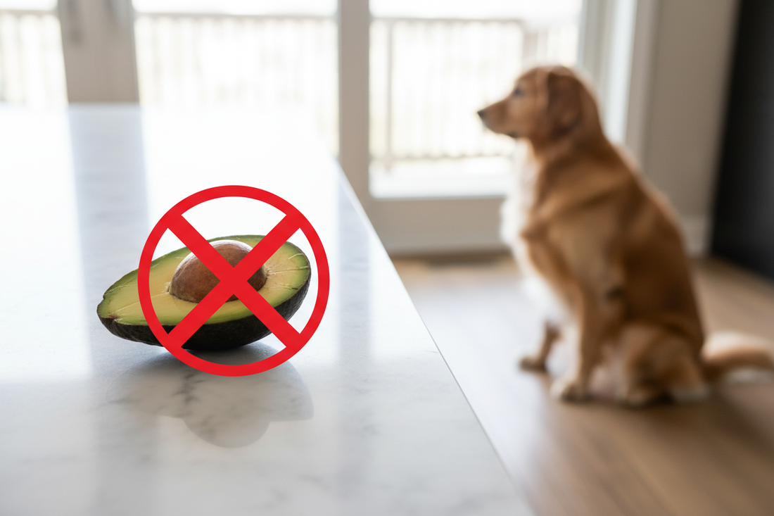Can Dogs Eat Avocado? No — Avocado Is Toxic to Dogs