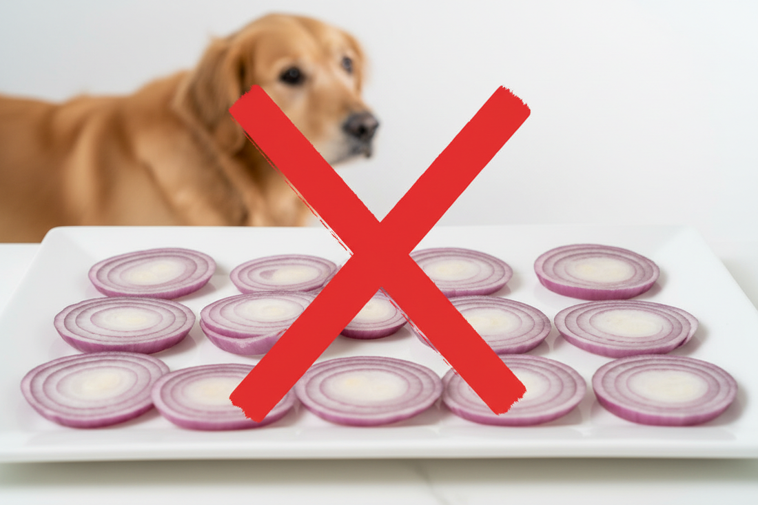 Can Dogs Eat Onions? No — Onions Are Toxic to Dogs