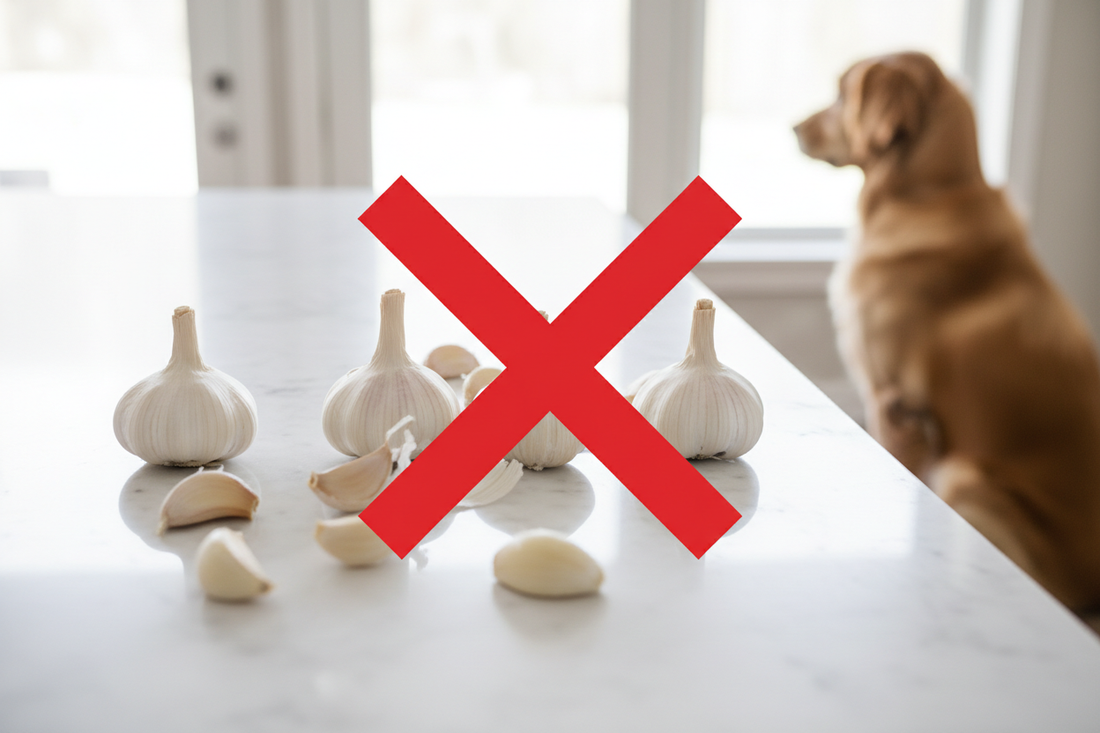 Can Dogs Eat Garlic? No — Garlic Is Toxic to Dogs