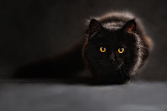 How to Manage Your Cat's Excessive Shedding Naturally