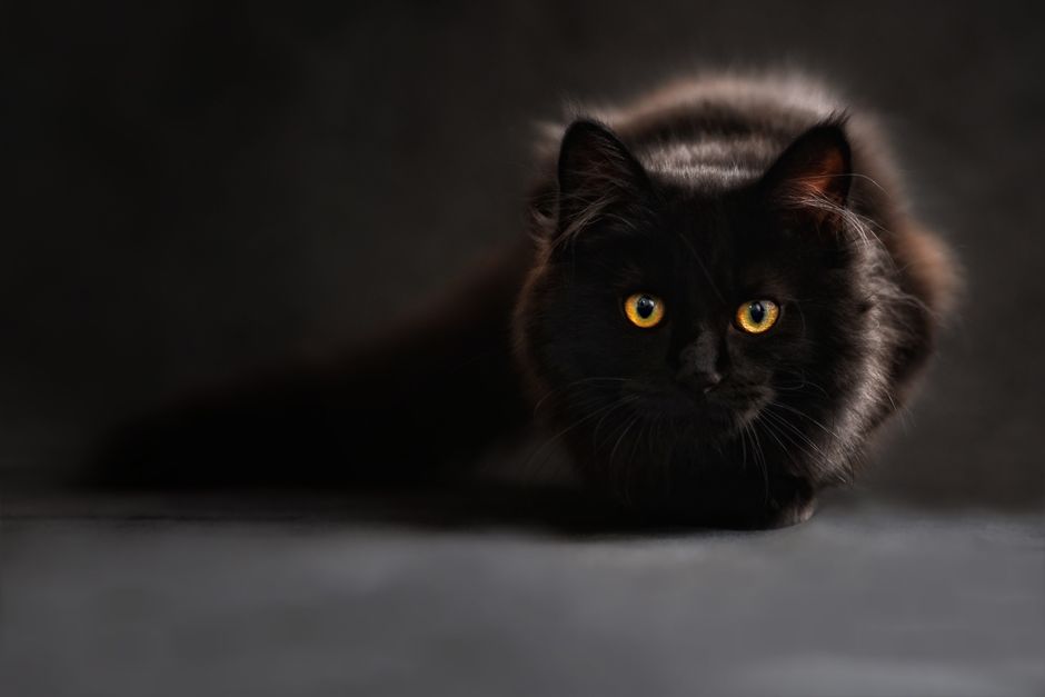 The Emergency Pet Food Storage Guide: How to Keep Your Pet Safe When Disaster Strikes