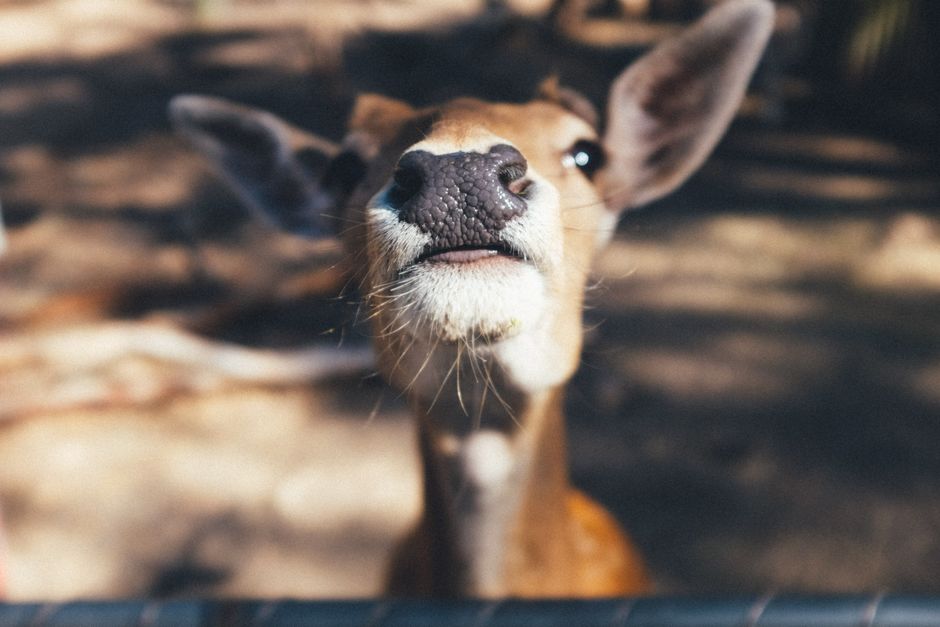 Scent-Based Enrichment for Small Mammals: Why the Nose Does Most of the Work