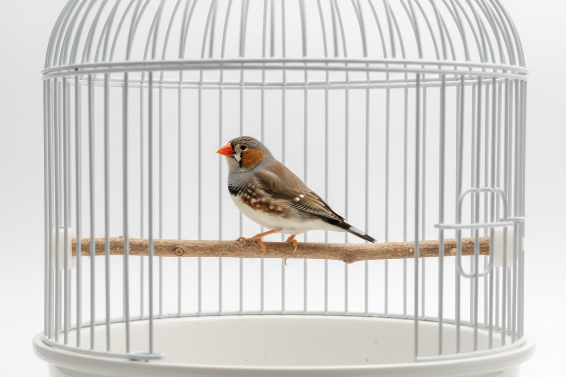 How to Take Care of a Finch: Complete Guide