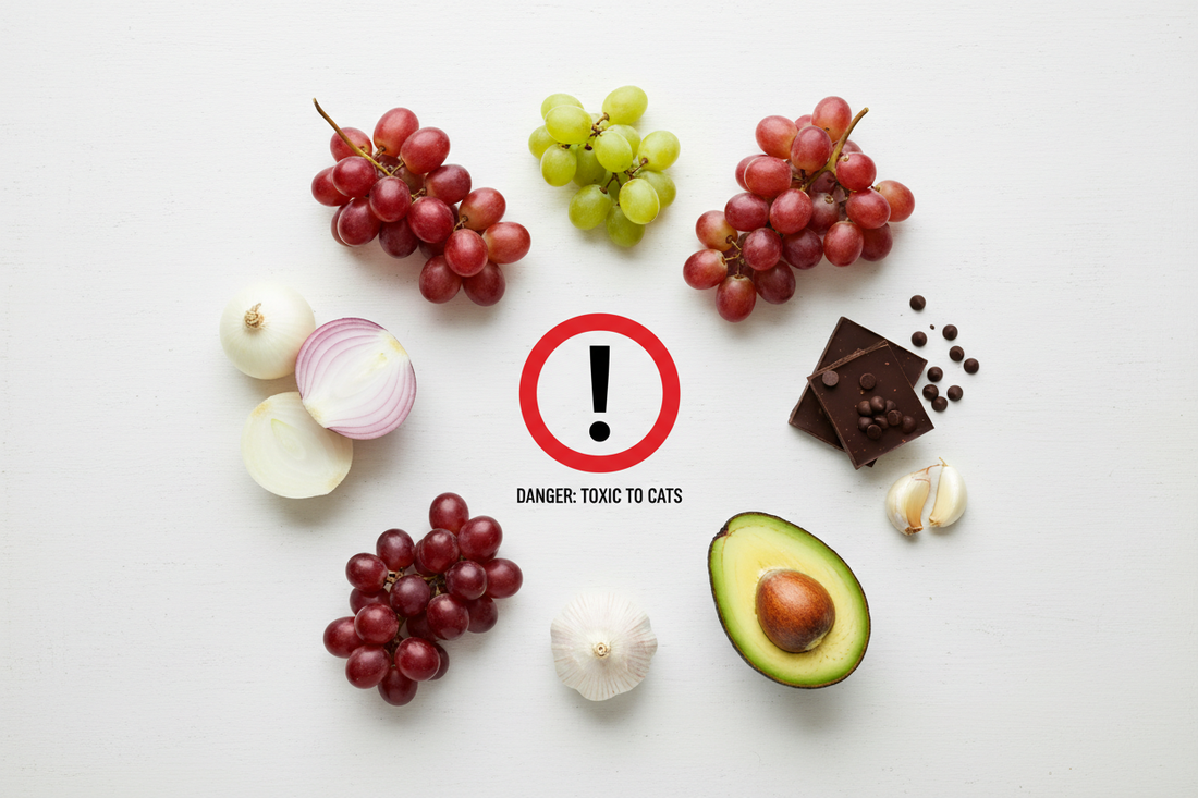 Foods Cats Cannot Eat - Complete List