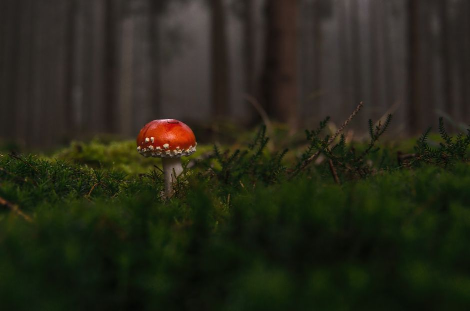 Indoor, Outdoor, or Both: What Access to the Yard Really Does to Plant Poisoning Risk