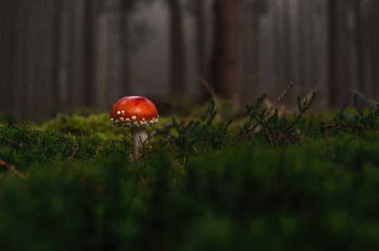 Indoor, Outdoor, or Both: What Access to the Yard Really Does to Plant Poisoning Risk
