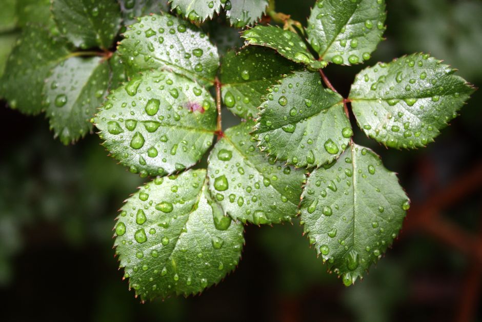Why Rose Leaves Turn Brown at the Edges: Reading the Pattern Before You Treat It