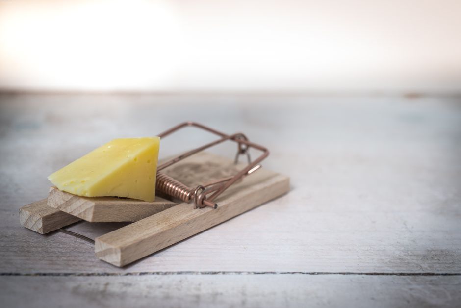 Natural Pest Control Products That Are Actually Worth Buying
