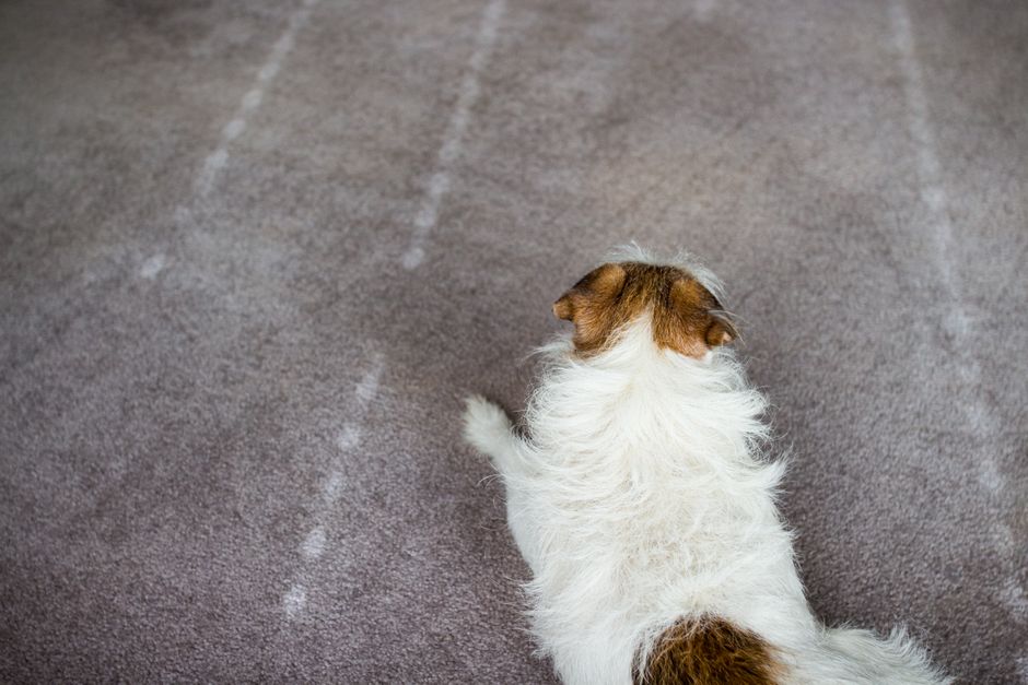 Why Pet Urine Stains Keep Coming Back After Cleaning