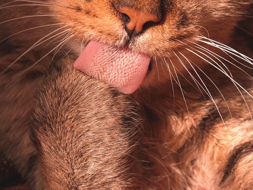 Quick Winter Grooming and Paw Care Cheat Sheet