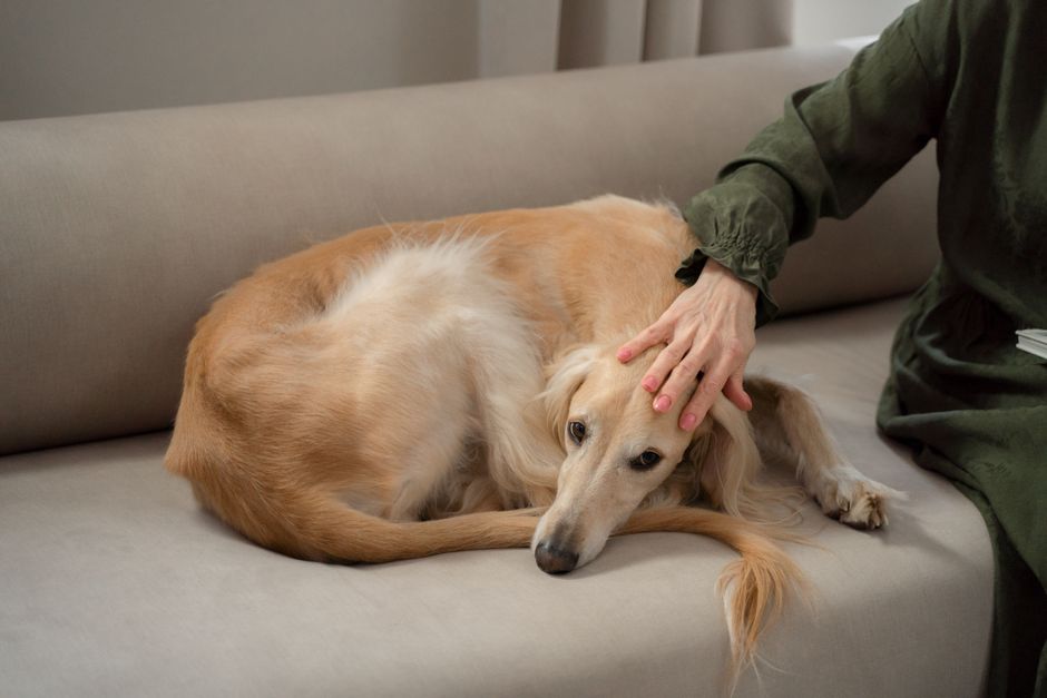 Hidden Signs of Pet Anxiety: What Every Owner Overlooks