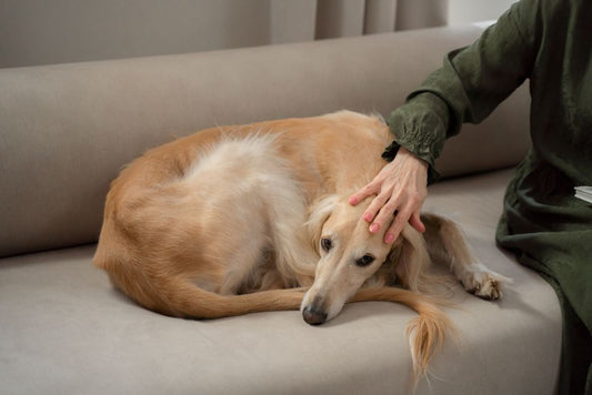 Hidden Signs of Pet Anxiety: What Every Owner Overlooks