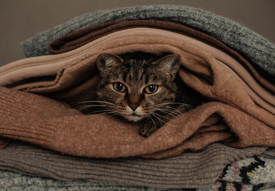 How to Remove Pet Fur from Furniture and Clothes Without Lint Rollers
