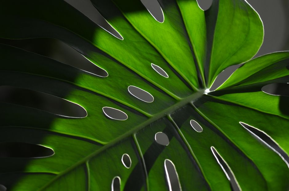 How to Propagate a Monstera Deliciosa from a Single Leaf Cutting: A Step-by-Step Guide