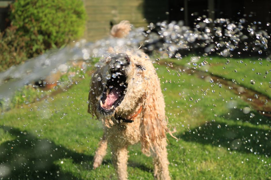 Keeping Pets Cool and Safe in Summer Without Breaking the Bank