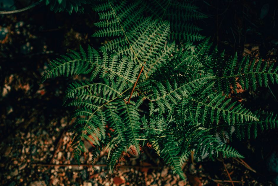 How to Keep Indoor Ferns from Turning Brown and Dropping Leaves