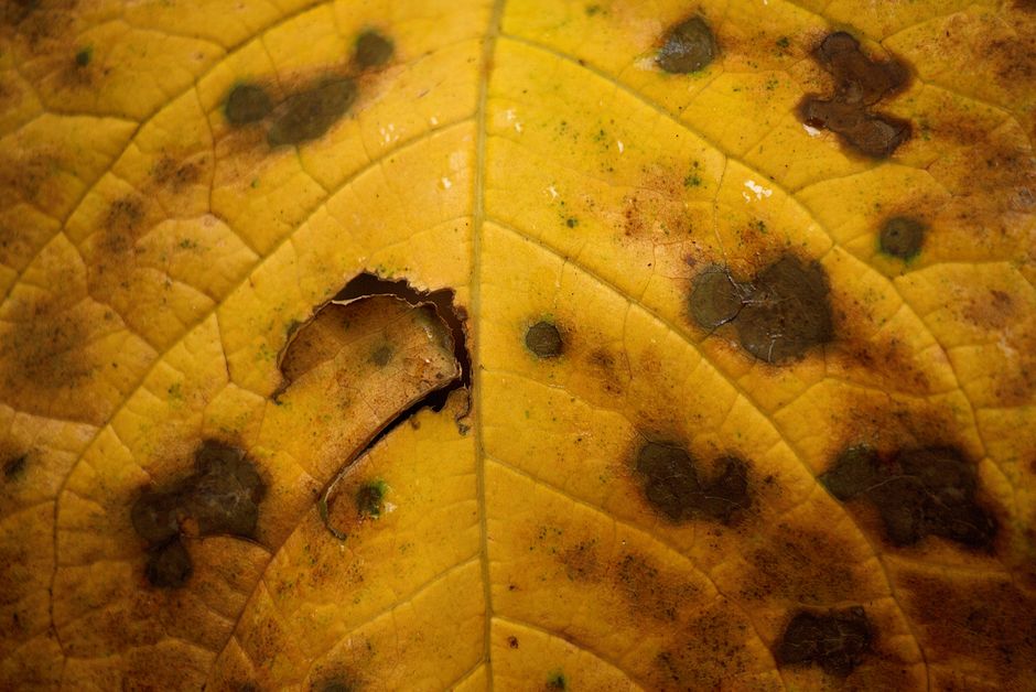 Leaf Spots Are Not Automatically a Disease: Reading Pattern, Position, and Progression Before You Spray