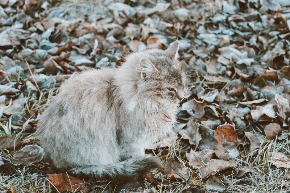 Overcoming Cat Litter Box Aversion Without Chemicals: A Natural Guide
