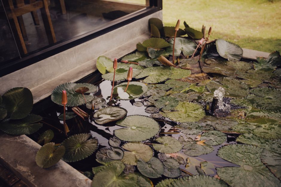 How to Save an Overwatered Peace Lily: Emergency Steps and Recovery Guide