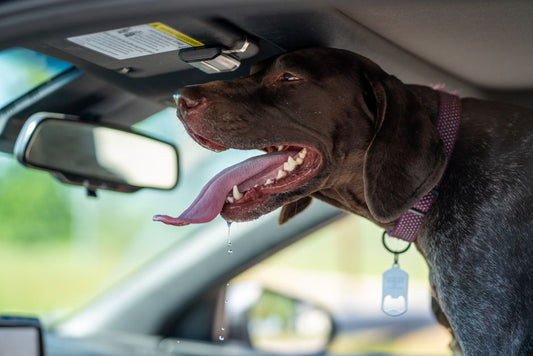 Dog Heat Safety: An Emergency Guide for Every Pet Parent