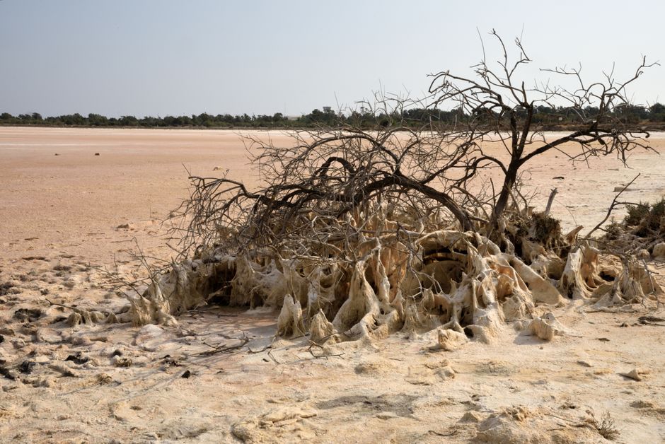 Fertilizer Salts and Root Function: Why Too Much Feed Can Mimic Drought