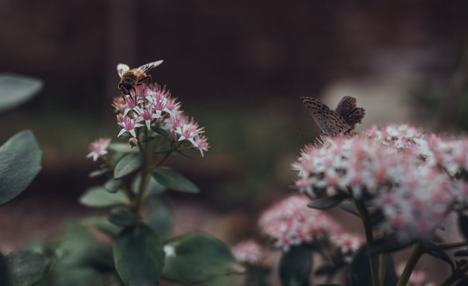 The Indoor Pollinator Garden: How to Support Bees and Butterflies from Your Window Sill