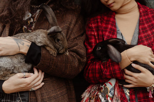 Common Rabbit Care Mistakes and How to Avoid Them for a Happier, Healthier Pet