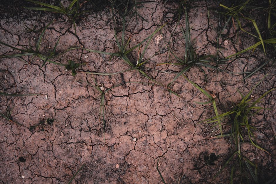 Why Compacted Soil Turns Thirsty Plants Into Wilting Plants Without a Water Shortage
