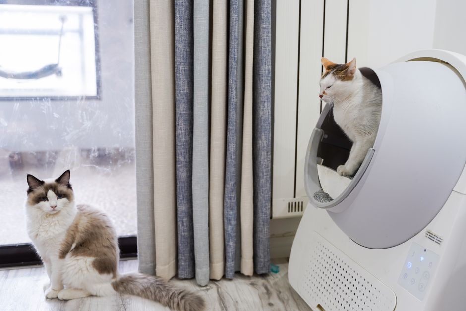 Clumping vs. Silica vs. Biodegradable: Which Cat Litter Really Controls Odor Best?