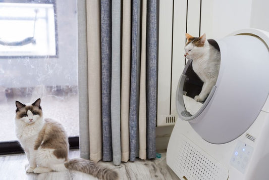 Why Your Pet's Coat, Litter Box, or Routine Is Failing: Prevention-First Solutions