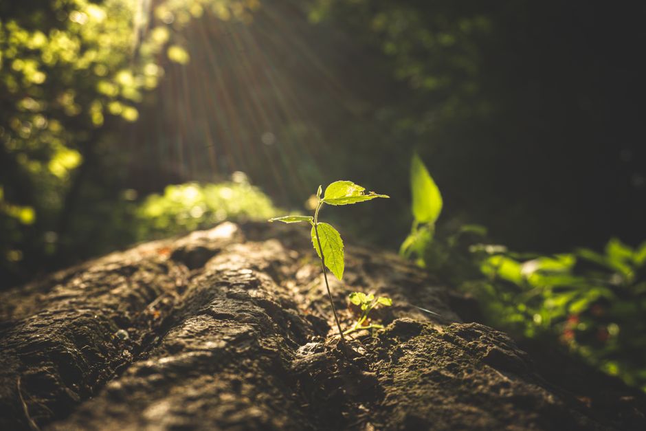 Dormancy or Decline? Reading Pest Pressure Through Plant Growth Cycles