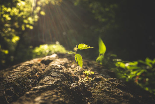 Dormancy or Decline? Reading Pest Pressure Through Plant Growth Cycles