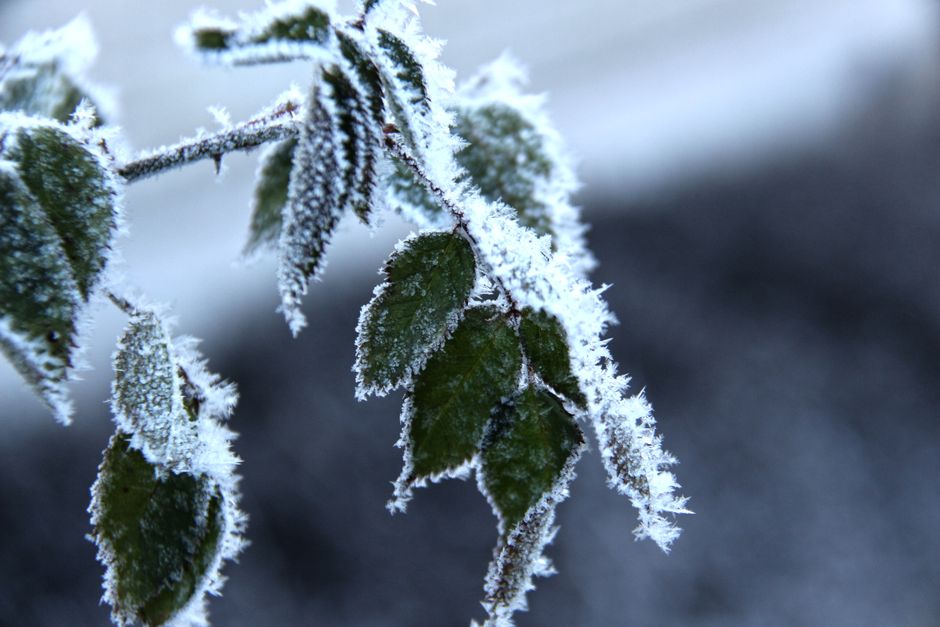 Frost Injury and Freeze Injury: Why Some Plants Recover and Others Don't