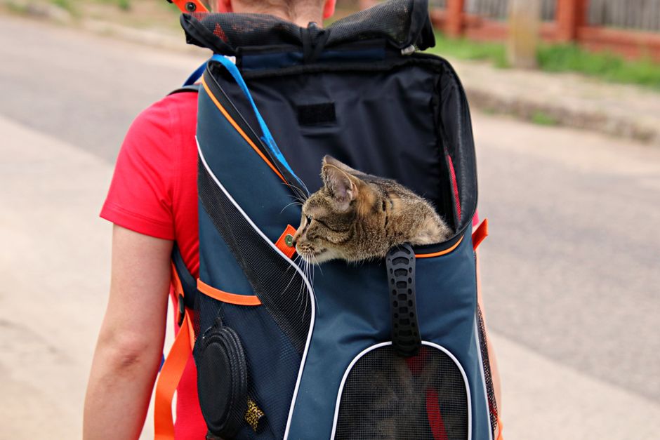 Teaching a Cat to Use a Carrier Without a Struggle