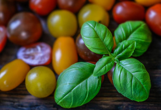 Why Are My Tomato Plant Leaves Turning Yellow? Diagnose and Fix Common Causes Step by Step
