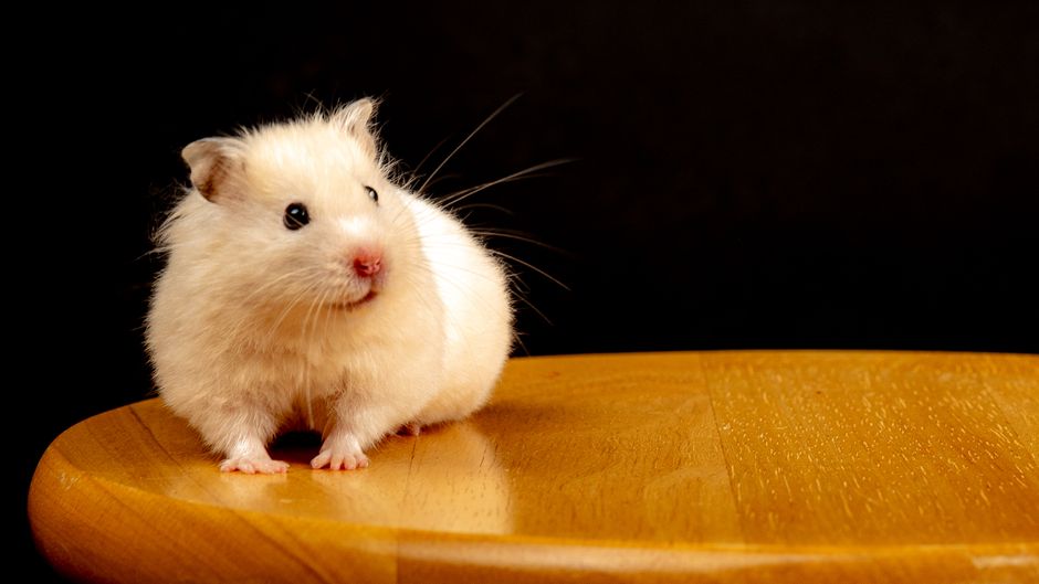 Why Is My Hamster Squeaking at Night and What Does It Mean