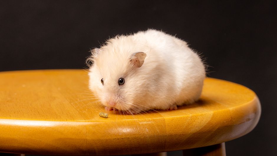 How to Stop Your Hamster From Chewing the Cage Bars: Causes and Solutions