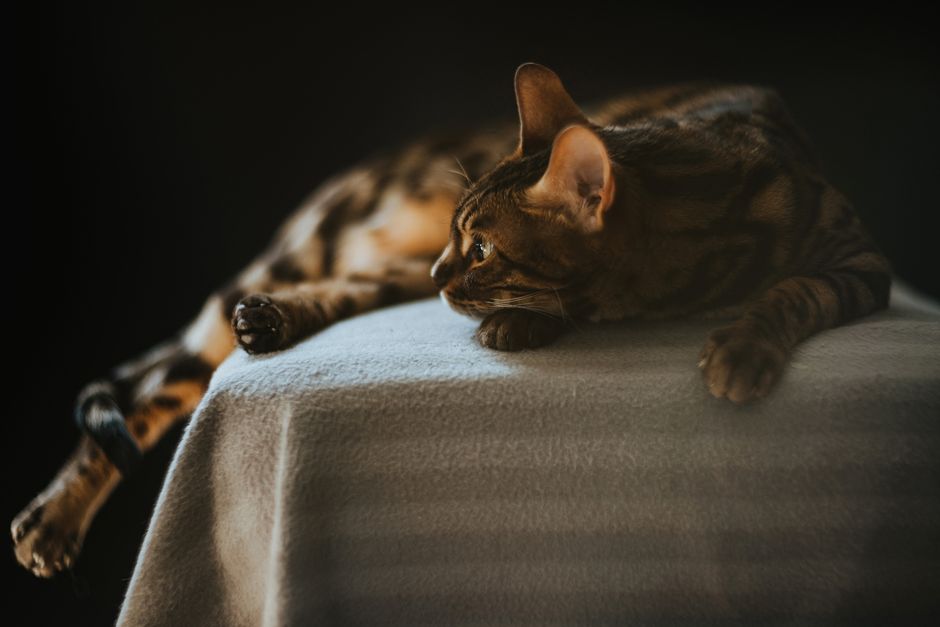 Gradual Acclimation vs. Forced Exposure: Building Real Environmental Confidence in Indoor Cats
