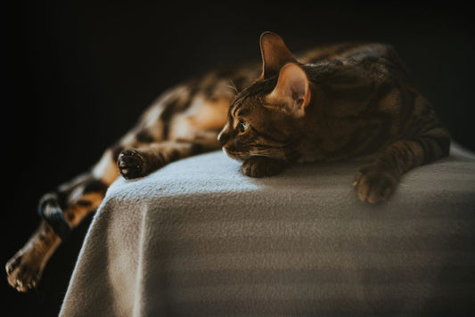 Gradual Acclimation vs. Forced Exposure: Building Real Environmental Confidence in Indoor Cats