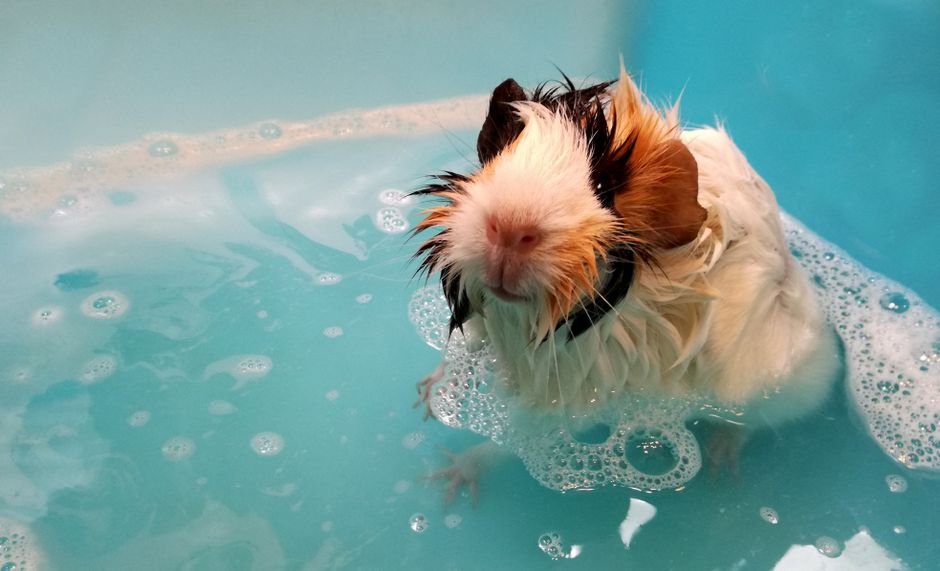 Gentle Bathing Strategies for Anxious Pets: A Stress-Free Guide