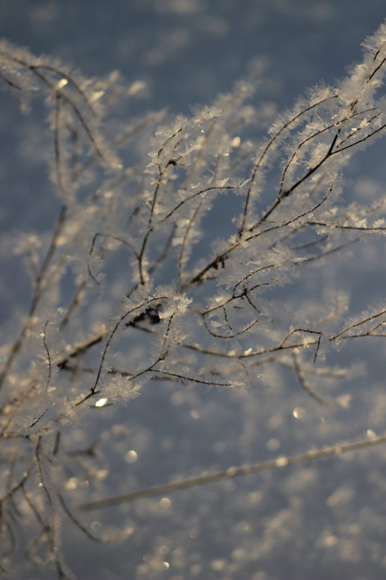 Winter Watering: Why Roots Need Air When Temperatures Drop