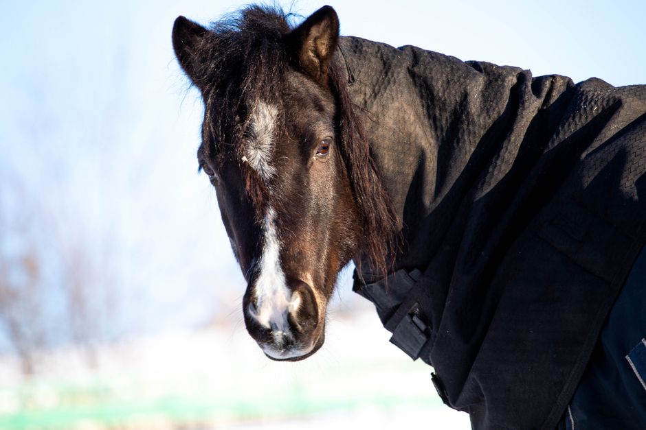Quick Winter Coat Care: Smart Grooming That Fits a Cold-Weather Routine