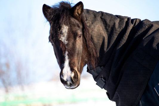 Quick Winter Coat Care: Smart Grooming That Fits a Cold-Weather Routine