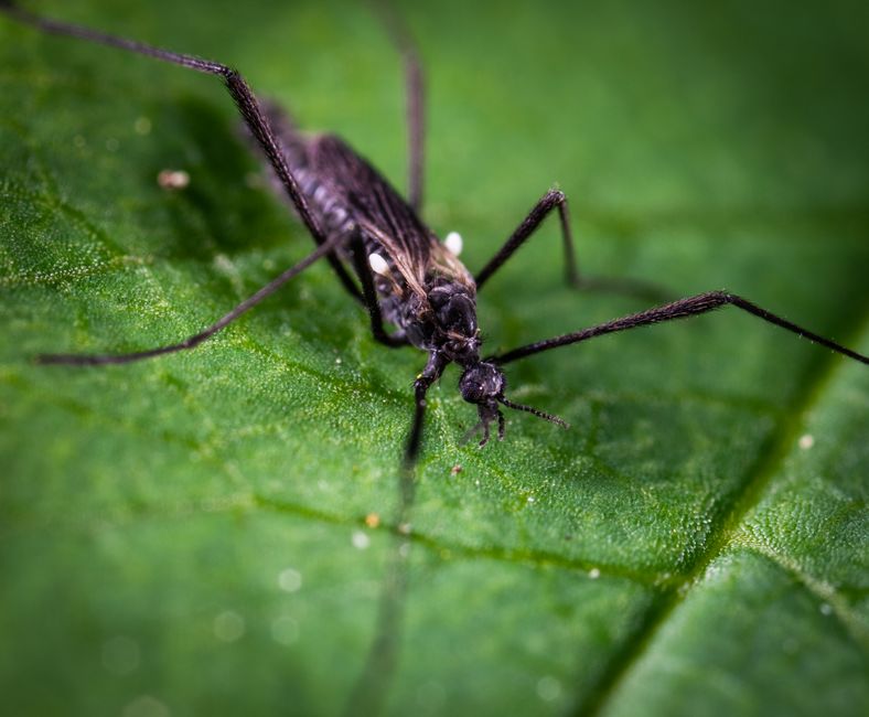 The Science Behind Natural Pest Control: Why Repelling Insects Without Chemicals Often Fails