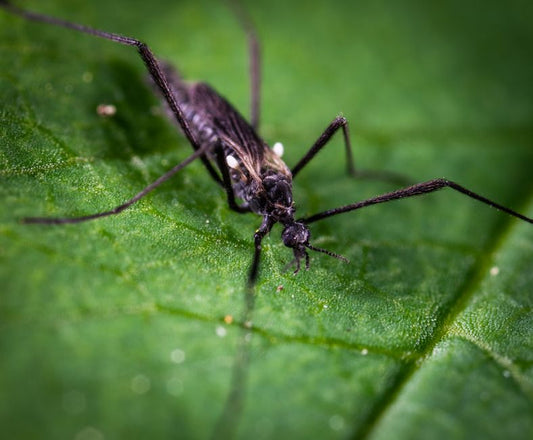 The Science Behind Natural Pest Control: Why Repelling Insects Without Chemicals Often Fails