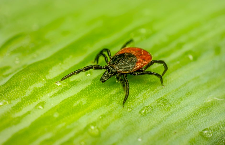 5 Common Flea and Tick Prevention Mistakes Every Pet Owner Makes