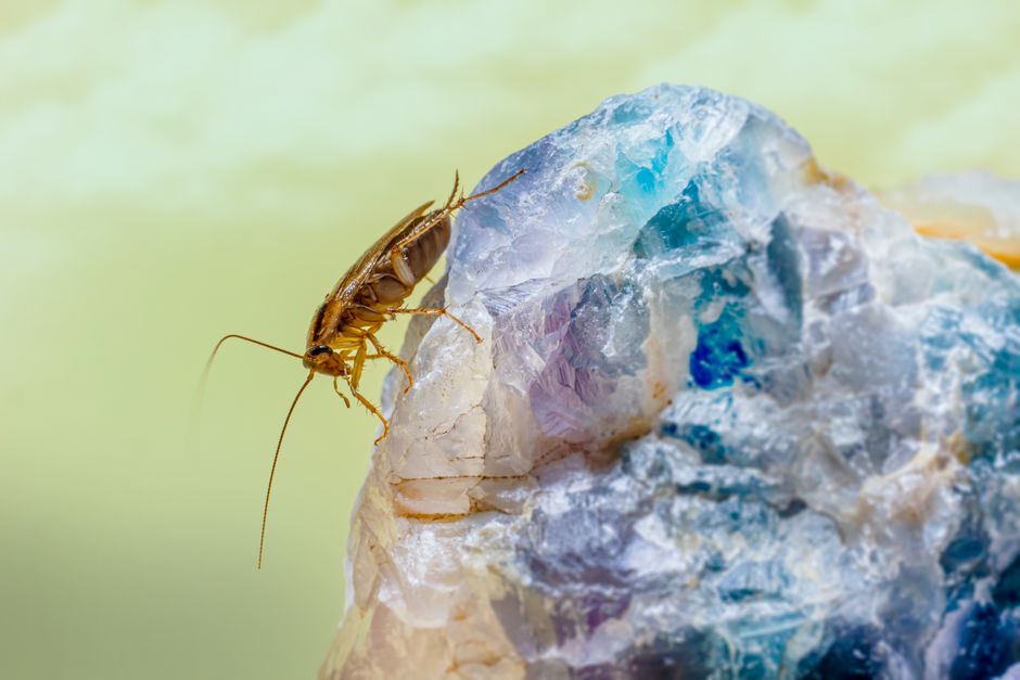 The Science of Natural Pest Control: How Zero-Waste Swaps Repel Pests Without Toxins