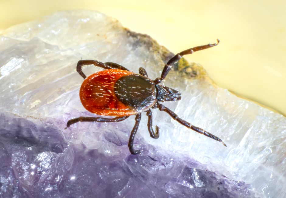 Summer Pet Parasite Prevention: Beyond Fleas and Ticks