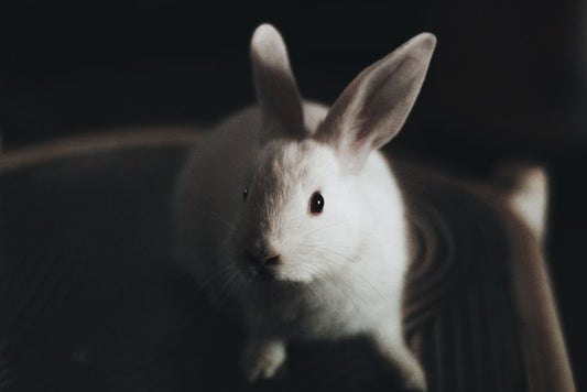 Why Your Rabbit's Body Language Needs More Than One Signal to Understand